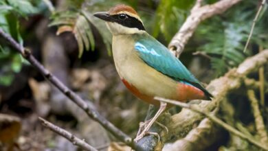 Bird Watching Sanctuaries in Thailand