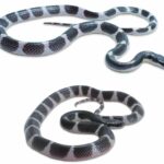 West Thailand: Newly discovered black-and-white striped snake lurks in Khao Krachom | Thaiger