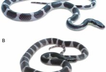West Thailand: Newly discovered black-and-white striped snake lurks in Khao Krachom | Thaiger