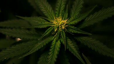 Cannabis culture in thailand: A new high in lifestyle | Thaiger