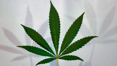 Unlocking landrace cannabis: The pure ancestors of today’s strains | Thaiger