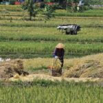 Indonesia reassures no rice shortage despite retail restrictions | Thaiger
