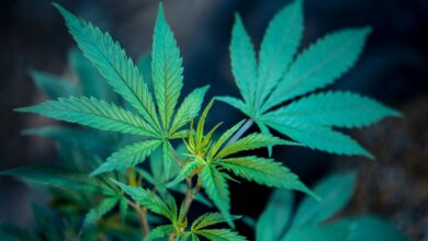 Cannabis & athletes: The good, the bad, & the impact | Thaiger