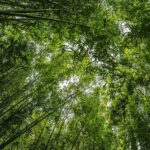 Tak province battles spreading wildfires across nine districts | Thaiger