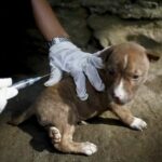 Beat rabies now: Essential tips to stay safe | Thaiger