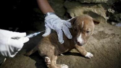 Beat rabies now: Essential tips to stay safe