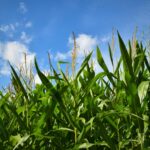 BioThai urges caution over EU&#8217;s eased restrictions on gene-editing crops | Thaiger