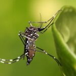 The Ultimate Guide to Outsmarting Pesky Mosquitos | Thaiger