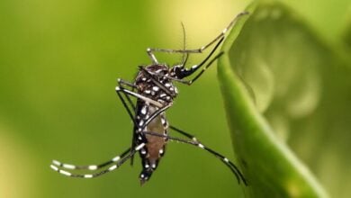 The Ultimate Guide to Outsmarting Pesky Mosquitos | Thaiger