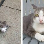 Chon Buri couple offers 100,000 baht for their missing cat | Thaiger