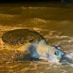 Pattaya: Large sea turtle found dead | Thaiger