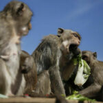 Thai agency may include monkeys in wildlife compensation scheme | Thaiger