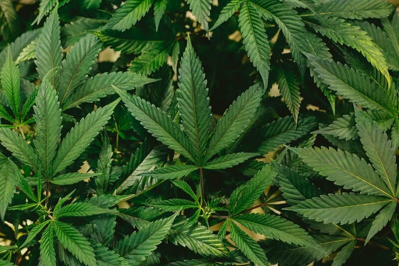 Hatékony növényvédelmi technikák a kannabisz esetében | Thaiger hírei