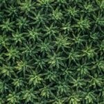 How CBD oil enhances massages and skin health | Thaiger