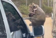Tourists attacked as hungry monkeys swarm Bang Saen Beach | News by Thaiger
