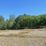 Price surge in off-season rice boosts Thai farming | Thaiger