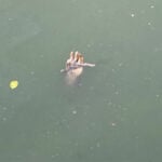 Mysterious hand discovered in Samut Prakan canal sparks comedy | Thaiger