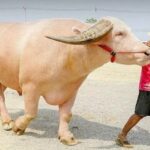 Cash cow: Albino buffalo sells for record 18 million baht | Thaiger