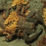 New tiny scorpion species discovered in Thai national park | Thaiger
