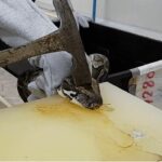 Fashion brands linked to brutal slaughter of reptiles in Thailand (video) | Thaiger