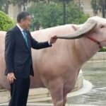 Giant albino buffalo stuns PM Srettha in historic encounter | Thaiger