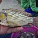 Samut Songkhram takes bold steps to save aquatic ecosystem | Thaiger