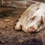 Ground pork contaminated with African swine fever uncovered | Thaiger