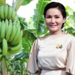 Japan&#8217;s banana boost leaves Thai growers going ape | Thaiger