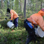 Thai berry seekers left hanging: Labour Ministry plans visa harvest solution | Thaiger
