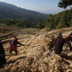 Government considers corn import ban to combat PM2.5 dust pollution | Thaiger