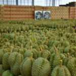 Thai fruit frenzy: Chanthaburi aims to peel away competition | Thaiger