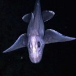 Scientists spooked by ghost shark sighting off Thailand coast (video) | Thaiger