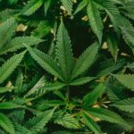 Thailand&#8217;s cannabis sector faces threat from recreational use ban | Thaiger