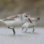 Rare spoon-billed sandpipers sighted in Phetchaburi | Thaiger