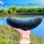 Thailand unveils new culinary gem: Koh Yao sea cucumber | Thaiger