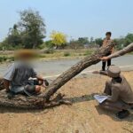 Thai tree felling tragedy claims motorcycle rider&#8217;s life | Thaiger