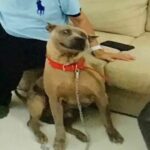 Paws for alarm: Thai woman&#8217;s wrong turn ends in tragic mauling | Thaiger