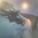 Foreign diver faces fine for touching whale shark in Thailand (video) | Thaiger