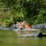 Roar surprise: Endangered wild tiger spotted in Phetchaburi | Thaiger