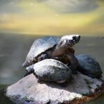 Mysterious stone turtle discovered in Thai cassava field | Thaiger