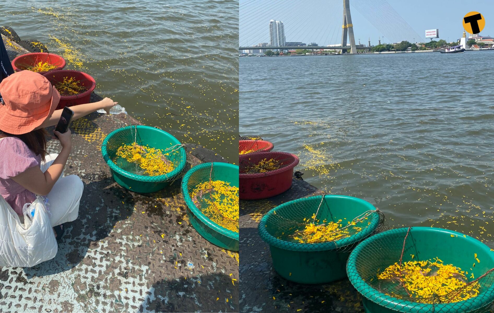 Releasing fish in the Chaophraya River