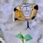 Tourists in Chiang Rai raft scare as locals reel in king cobra | Thaiger