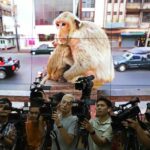 DNP denies plans to transfer Lop Buri macaques to Khao Yai | Thaiger