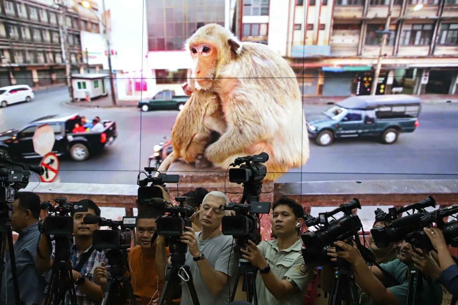 DNP denies plans to transfer Lop Buri macaques to Khao Yai