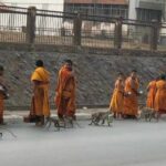 Lopburi locals demand action as macaque mischief escalates | Thaiger
