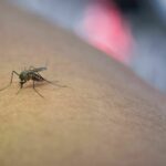 Malaria on rise in Thailand: Tak province tackles ticklish trouble | Thaiger