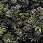 How cannabis fits in Thai Communities | Thaiger