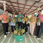 Koh Chang durian prices soar to 250 baht amid production drop | Thaiger