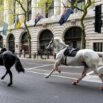 Hoofing havoc: Rampaging army horses cause chaos in London | Thaiger