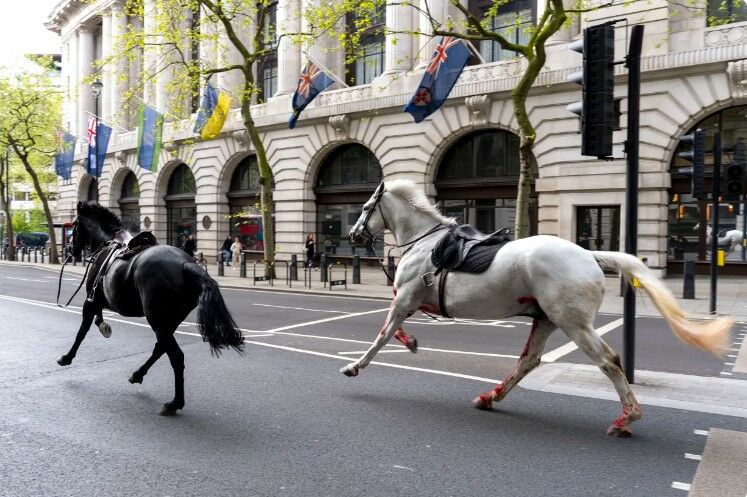 Hoofing havoc: Rampaging army horses cause chaos in London